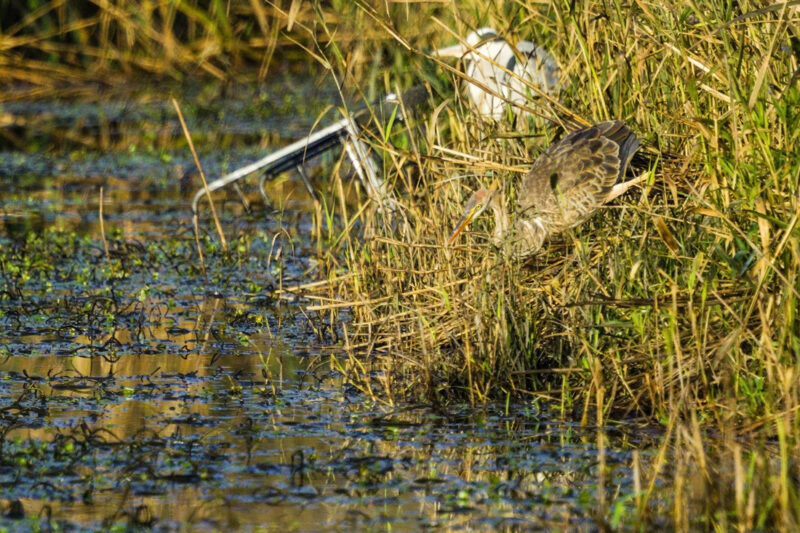 Hérons pourpré et cendré
